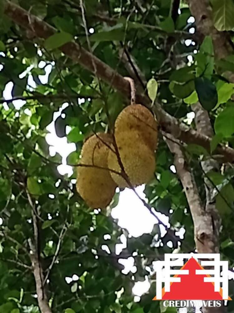 Fazenda à venda com 2 quartos, 200m² - Foto 14