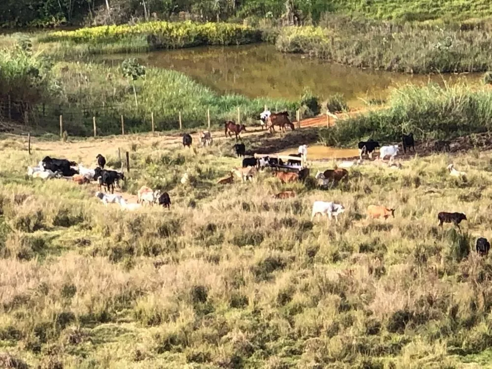 Fazenda, 126 hectares - Foto 7