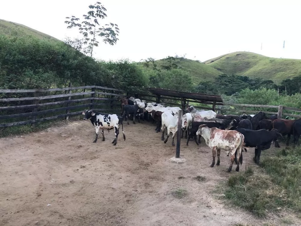 Fazenda, 126 hectares - Foto 13