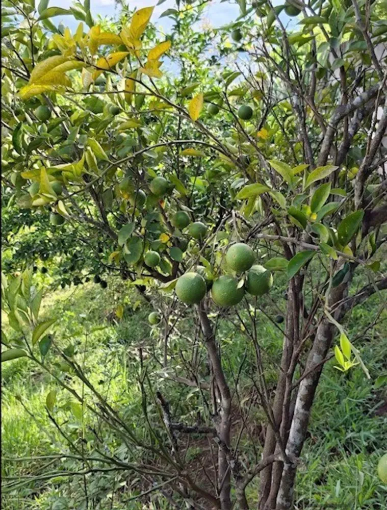 Chácara, 5 quartos, 2 hectares - Foto 32