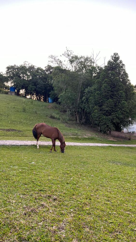 Chácara, 4 quartos, 3 hectares - Foto 14