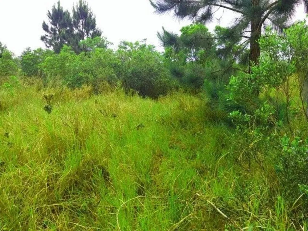 Terreno, 1198 m² - Foto 7
