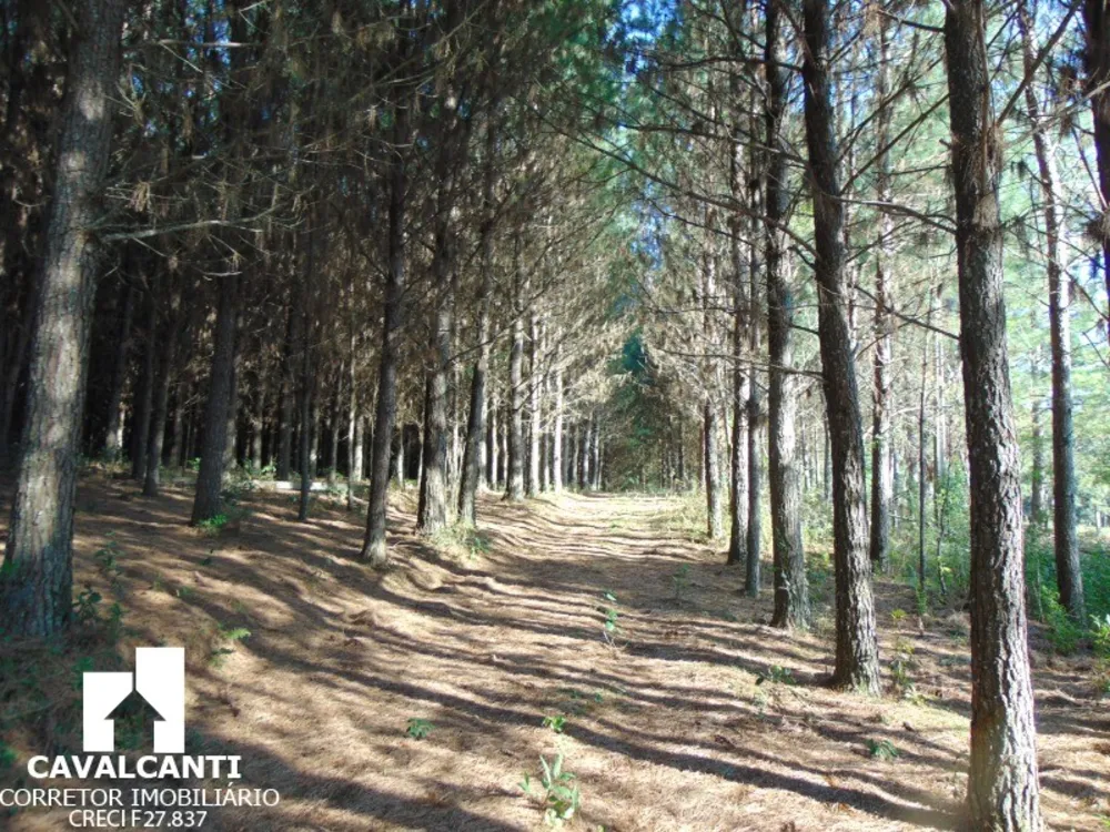 Sítio, 8 hectares - Foto 10