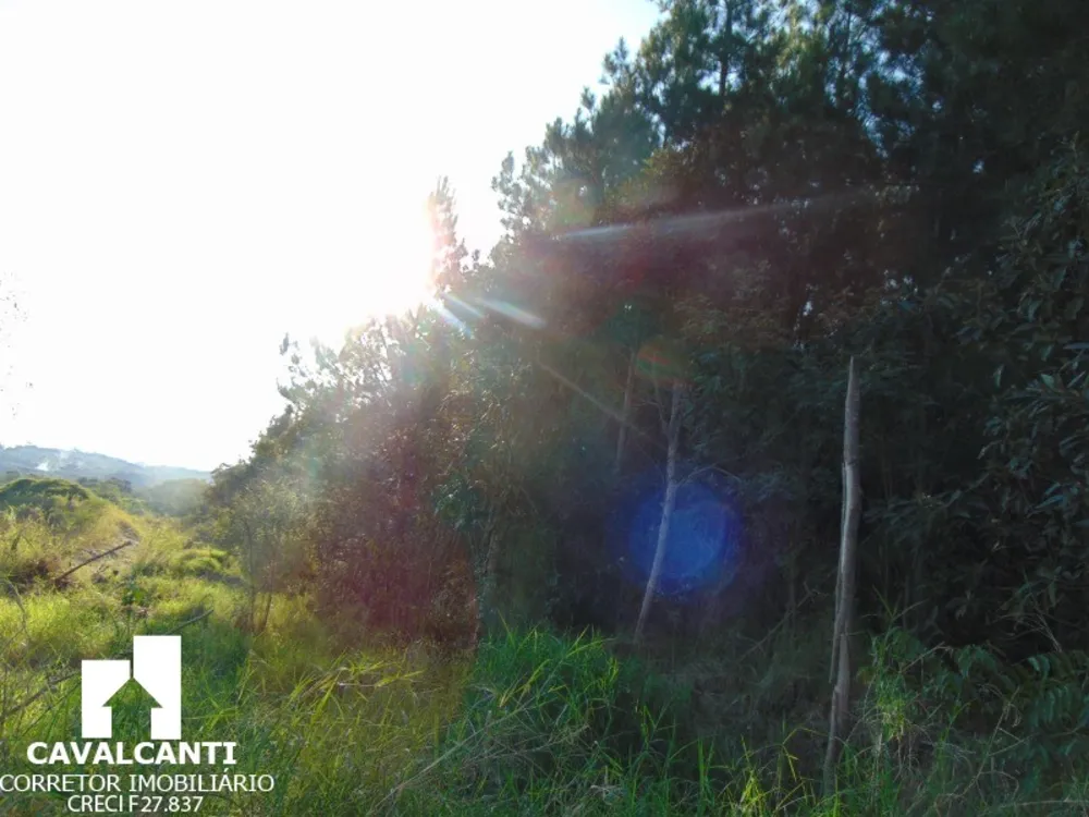 Sítio, 8 hectares - Foto 11