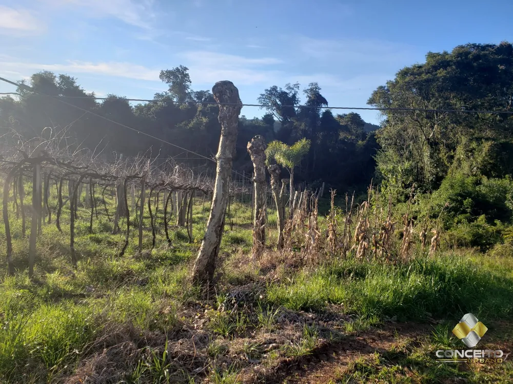 Terreno, 6 hectares - Foto 3