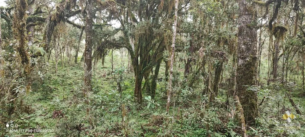 Terreno, 56 hectares - Foto 2
