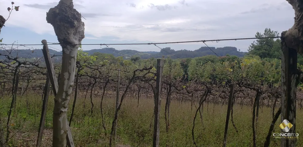 Terreno, 2 hectares - Foto 4