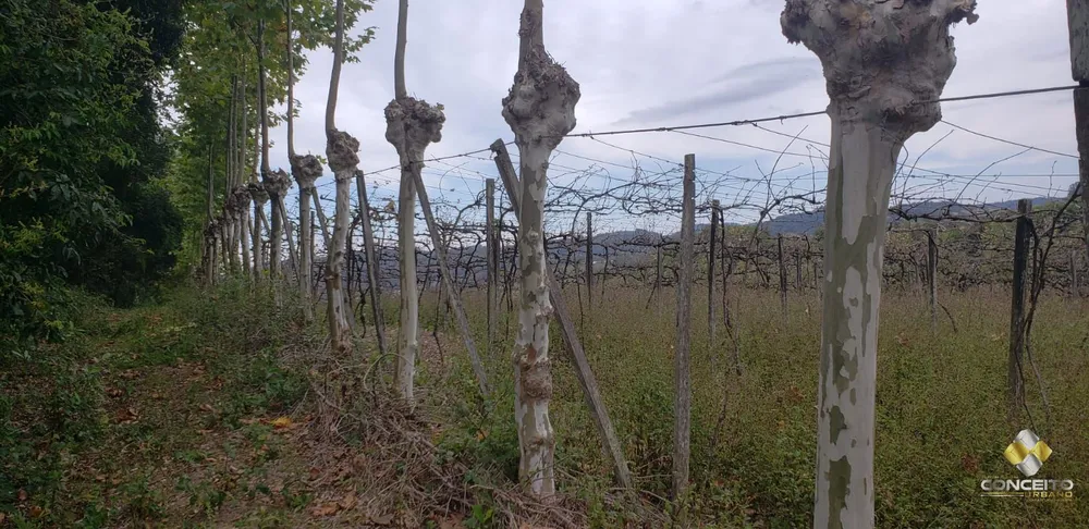 Terreno, 2 hectares - Foto 3