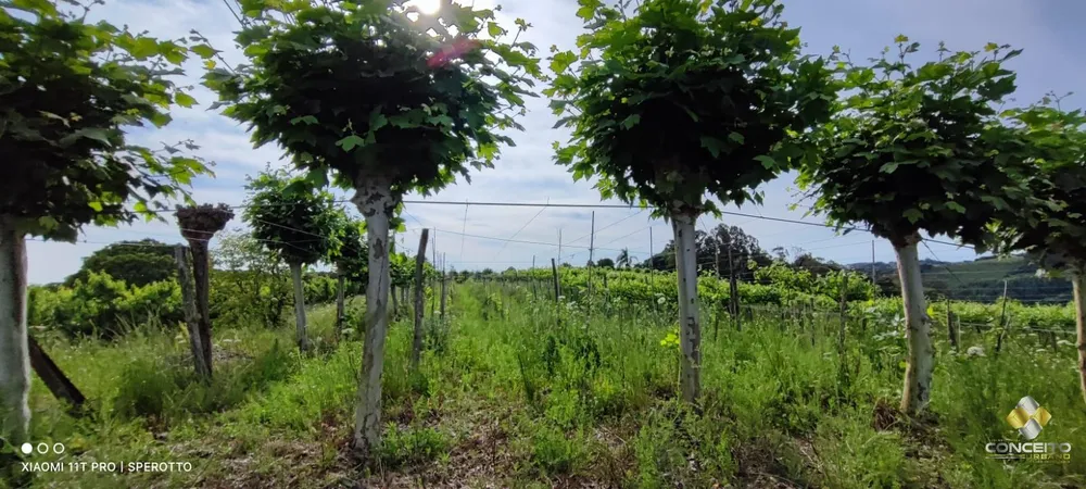 Terreno, 11 hectares - Foto 4