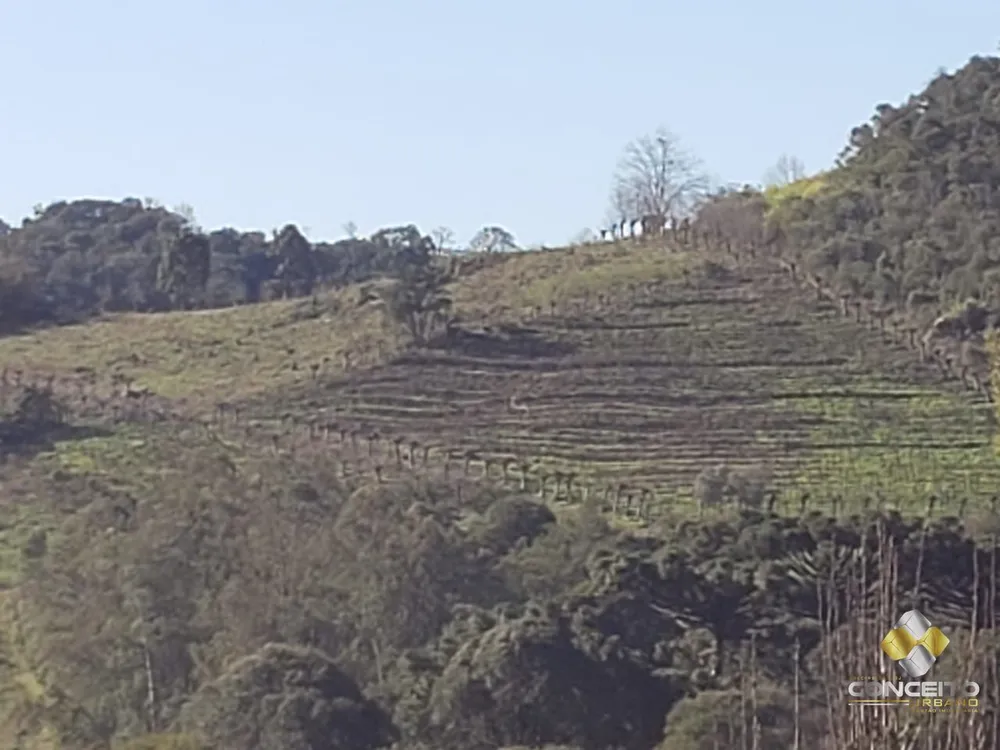 Terreno, 4 hectares - Foto 4