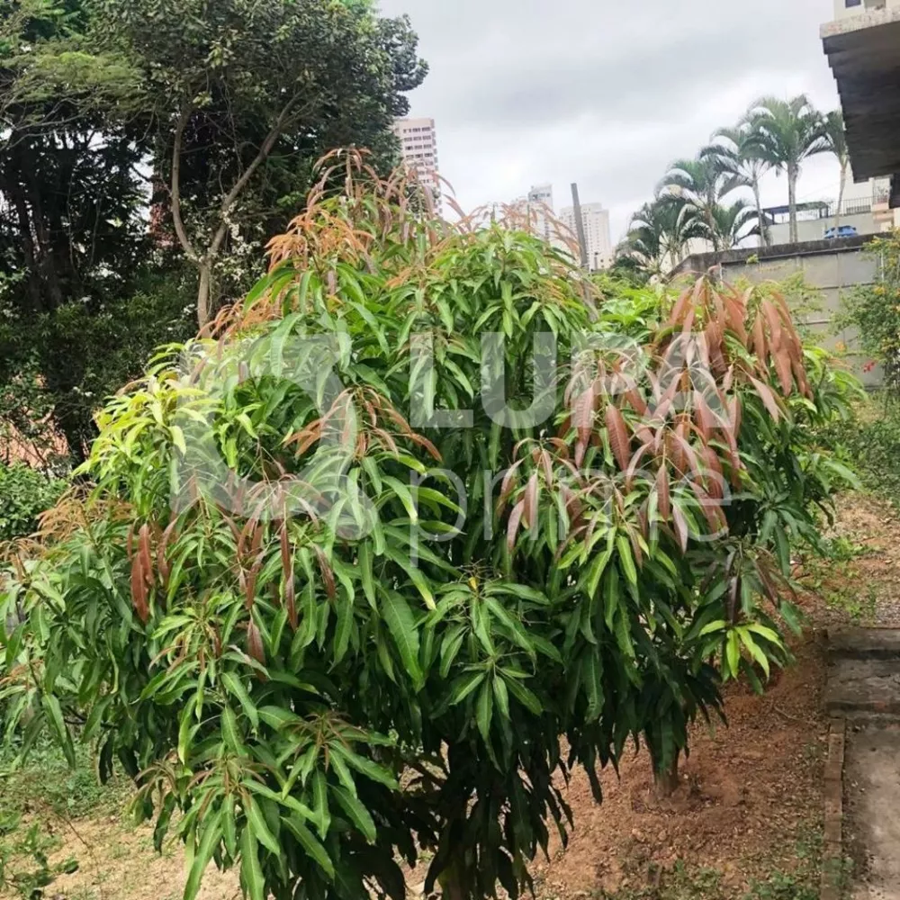 Terreno à venda, 300 - Foto 2